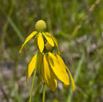 Pinnate prairie coneflower